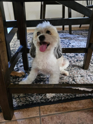 Reunited Male Dog last seen Fisherman Prt, Converse, TX 78109