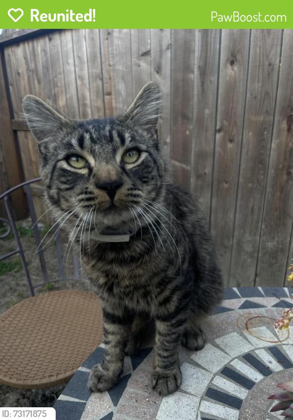 Reunited Male Cat last seen Florin and Parkhaven, Sacramento, CA 95831