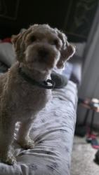 Reunited Female Dog last seen Victoria blvd and Hollywood ave, Hampton, VA 23661
