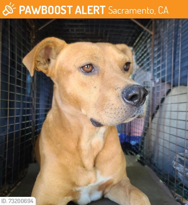 Found/Stray Male Dog last seen La Riviera and Lido, Sacramento, CA 95826