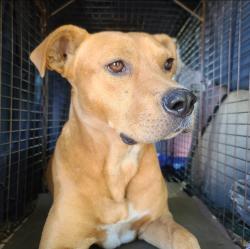 Found/Stray Male Dog last seen La Riviera and Lido, Sacramento, CA 95826