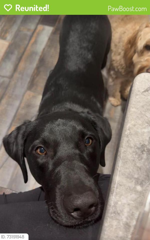 Reunited Male Dog last seen Lake Rd and Route 6, Columbia, CT 06237