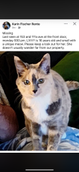 Lost Female Cat last seen Near st & 111a ave, Surrey, BC V3R 9H8