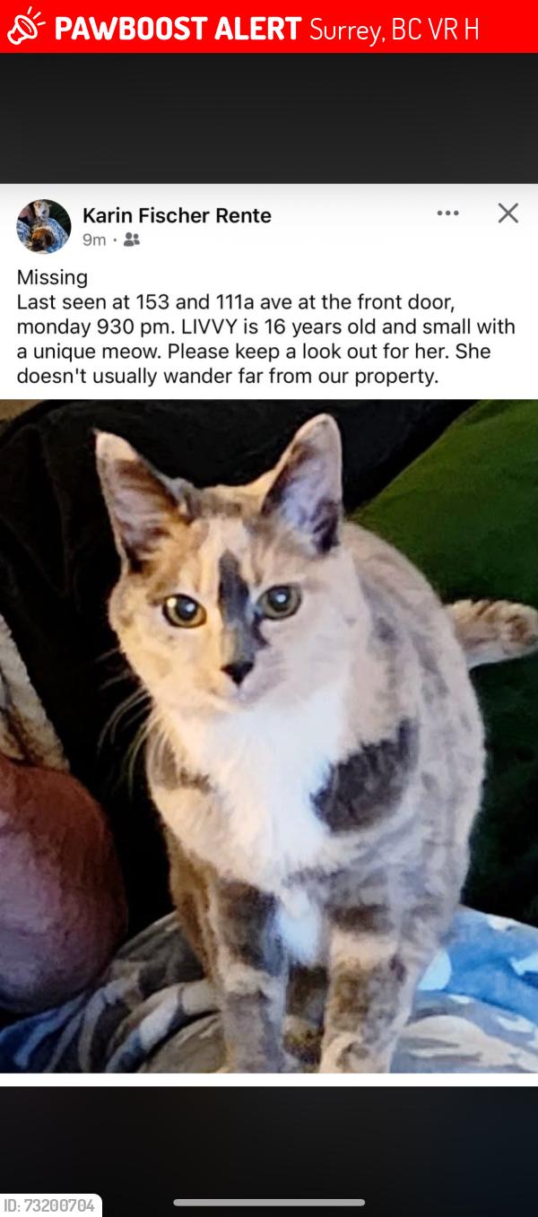 Lost Female Cat last seen Near st & 111a ave, Surrey, BC V3R 9H8