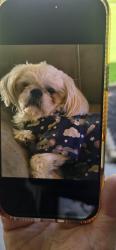 Reunited Male Dog last seen Sagebluff and kirkville, Harris County, TX 77089