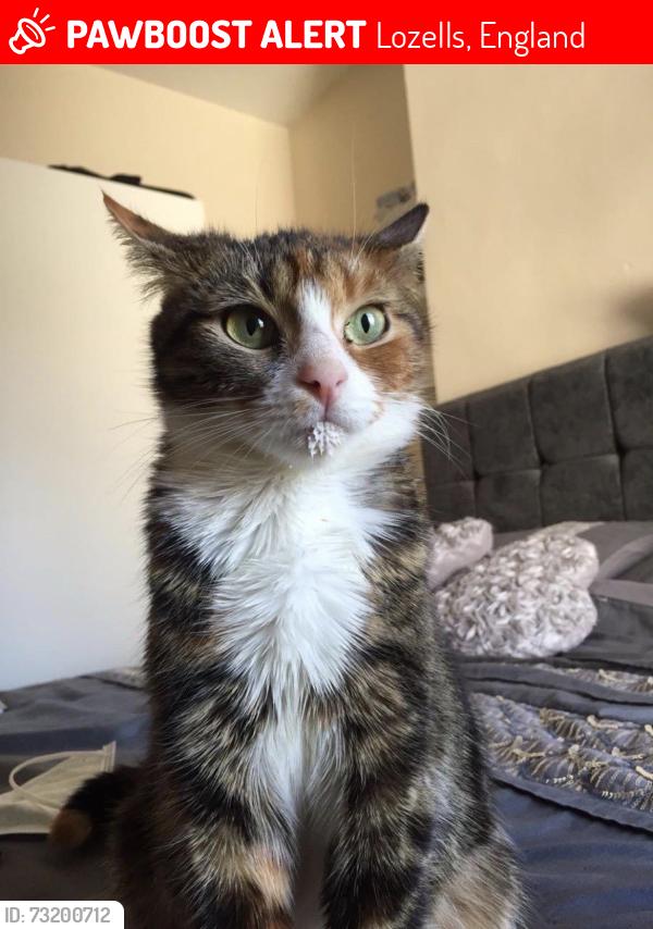 Lost Female Cat last seen Lozells, Lozells, England 