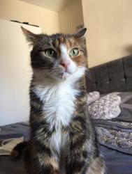 Lost Female Cat last seen Lozells, Lozells, England 
