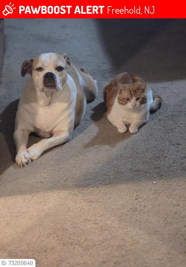 Lost Female Dog last seen Pittenger pond Rd Georgia Rd Turkey Swamp park, Freehold, NJ 07728