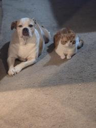 Lost Female Dog last seen Pittenger pond Rd Georgia Rd Turkey Swamp park, Freehold, NJ 07728