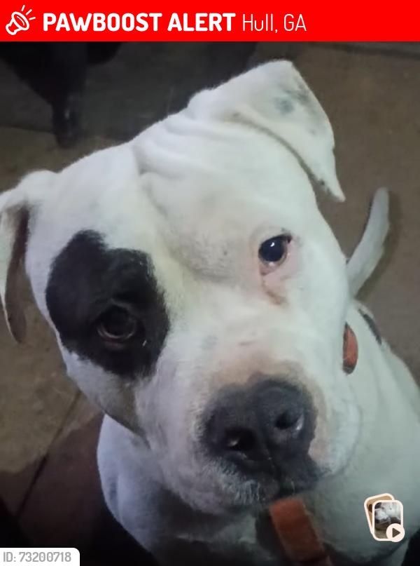 Lost Male Dog last seen Hey 106, Hull, GA 30646