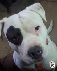 Lost Male Dog last seen Hey 106, Hull, GA 30646