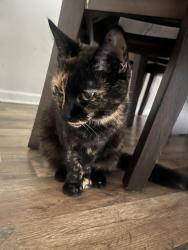 Reunited Female Cat last seen Oakland Mills Rd, Columbia, MD 21046