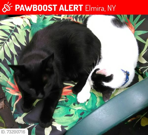 Lost Male Cat last seen south ave, Elmira, NY 14904