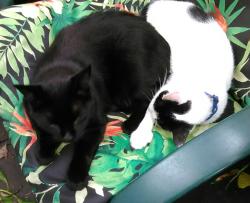 Lost Male Cat last seen south ave, Elmira, NY 14904