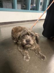Shelter Stray Male Dog last seen , West Valley Animal Shelter, 20655 Plummer St, Chatsworth, CA 91311, USA