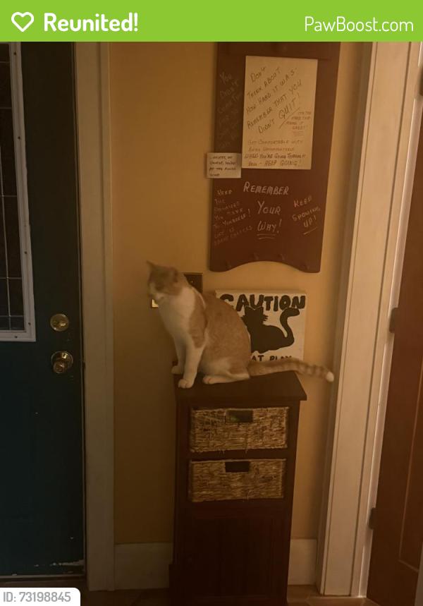 Reunited Male Cat last seen Also Leopold School, Green Bay, WI 54301