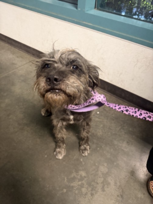 Shelter Stray Male Dog last seen , West Valley Animal Shelter, 20655 Plummer St, Chatsworth, CA 91311, USA