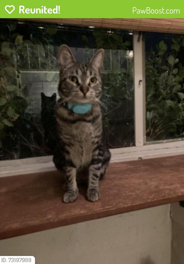 Reunited Female Cat last seen South Ogden Street near Safeway, Denver, CO 80209