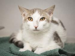 Shelter Stray Male Cat last seen IND SCHOOL AND JACKRABBIT, 5501 E Van Buren St, Phoenix, AZ 85008, USA