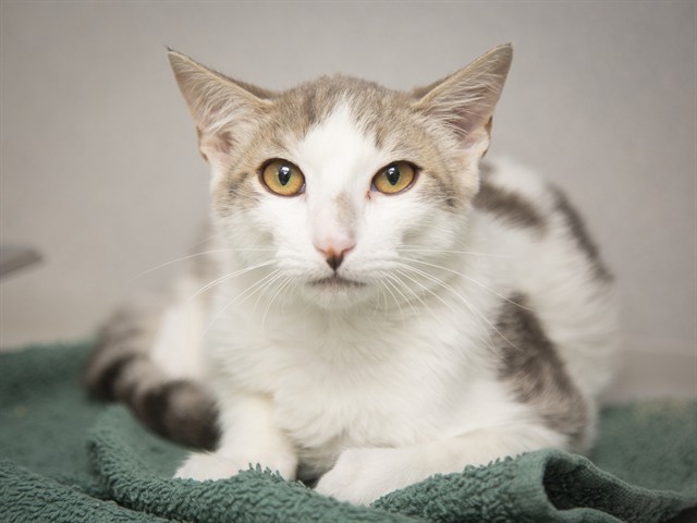 Shelter Stray Male Cat last seen IND SCHOOL AND JACKRABBIT, 5501 E Van Buren St, Phoenix, AZ 85008, USA