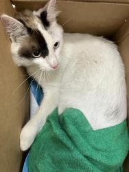 Shelter Stray Male Cat last seen Near BLOCK BLKWALNUT AVE, LONG BEACH, CA 90813, 7700 E Spring St, Long Beach, CA 90815, USA