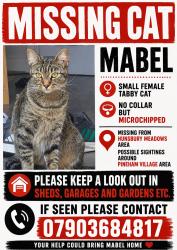 Lost Female Cat last seen Hunsbury Meadows, West Northamptonshire, England 