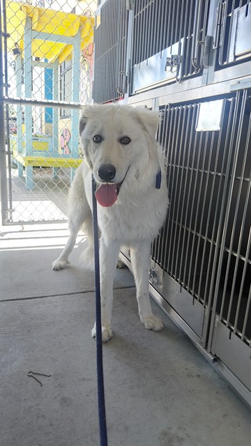 Shelter Stray Male Dog last seen , 4275 Elton St, Baldwin Park, CA 91706, USA