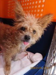 Shelter Stray Female Dog last seen CHURCH BY 6TH ST SOUTH MOUNTAIN, 5501 E Van Buren St, Phoenix, AZ 85008, USA