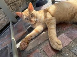 Lost Male Cat last seen Doliver & Inwood, Rowlett, TX 75088