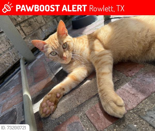 Lost Male Cat last seen Doliver & Inwood, Rowlett, TX 75088