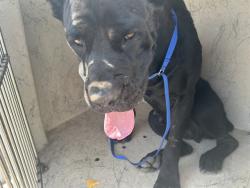 Shelter Stray Female Dog last seen Near BLOCK NE 43RD ST, SPENCER OK 73084, 2811 SE 29th St, Oklahoma City, OK 73129, USA
