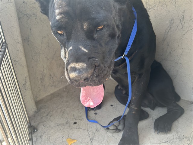 Shelter Stray Female Dog last seen Near BLOCK NE 43RD ST, SPENCER OK 73084, 2811 SE 29th St, Oklahoma City, OK 73129, USA