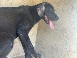 Shelter Stray Unknown Dog last seen Near BLOCK NE 43RD ST, SPENCER OK 73084, 2811 SE 29th St, Oklahoma City, OK 73129, USA