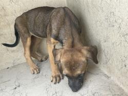 Shelter Stray Female Dog last seen Near BLOCK NE 43RD ST, SPENCER OK 73084, 2811 SE 29th St, Oklahoma City, OK 73129, USA