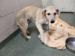 Shelter Stray Male Dog last seen WAGON ROAD SANTA FE NM 87507, 100 Caja Del Rio Rd, Santa Fe, NM 87507, USA
