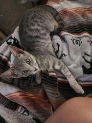 Reunited Male Cat last seen Cimmaron Trail, Weatherford, TX 76087, USA, Weatherford, TX 76087