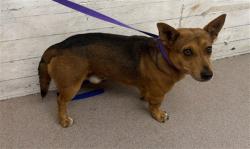 Shelter Stray Male Dog last seen NELSON AND MESA, 333 Chandler Pl, San Bernardino, CA 92408, USA