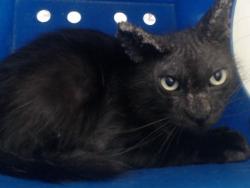 Shelter Stray Male Cat last seen , 2769 Conroy Rd, Orlando, FL 32839, USA