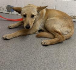 Shelter Stray Female Dog last seen 21ST AND N H ST, 333 Chandler Pl, San Bernardino, CA 92408, USA