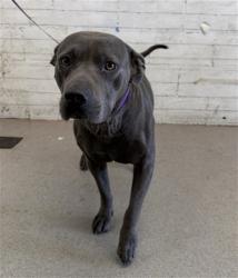 Shelter Stray Male Dog last seen O ST AND 10TH, 333 Chandler Pl, San Bernardino, CA 92408, USA