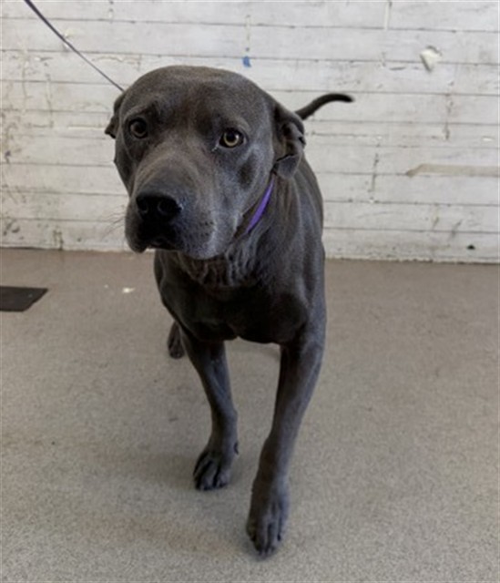 Shelter Stray Male Dog last seen O ST AND 10TH, 333 Chandler Pl, San Bernardino, CA 92408, USA