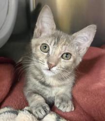 Shelter Stray Female Cat last seen , 3201 Lacy St, Los Angeles, CA 90031, USA