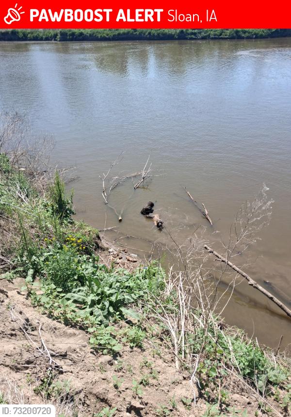 Lost Male Dog last seen Winnavegas Area in Sloan Iowa, Sloan, IA 51055