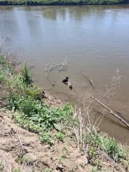 Lost Male Dog last seen Winnavegas Area in Sloan Iowa, Sloan, IA 51055