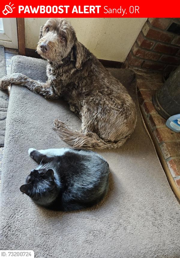 Lost Female Cat last seen 362ND, Sandy, OR 97055