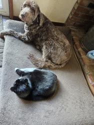 Lost Female Cat last seen 362ND, Sandy, OR 97055