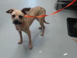 Shelter Stray Female Dog last seen Near EL RENAGER ST, FORT LIBERTY NC 28307, 4704 Corporation Dr, Fayetteville, NC 28306, USA