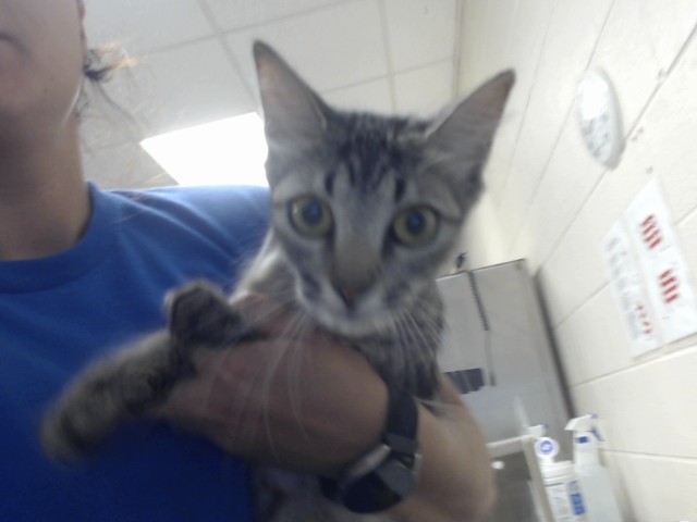 Shelter Stray Female Cat last seen Near BLOCK WINDY HILL CIR, FAYETTEVILLE NC 28303, 4704 Corporation Dr, Fayetteville, NC 28306, USA