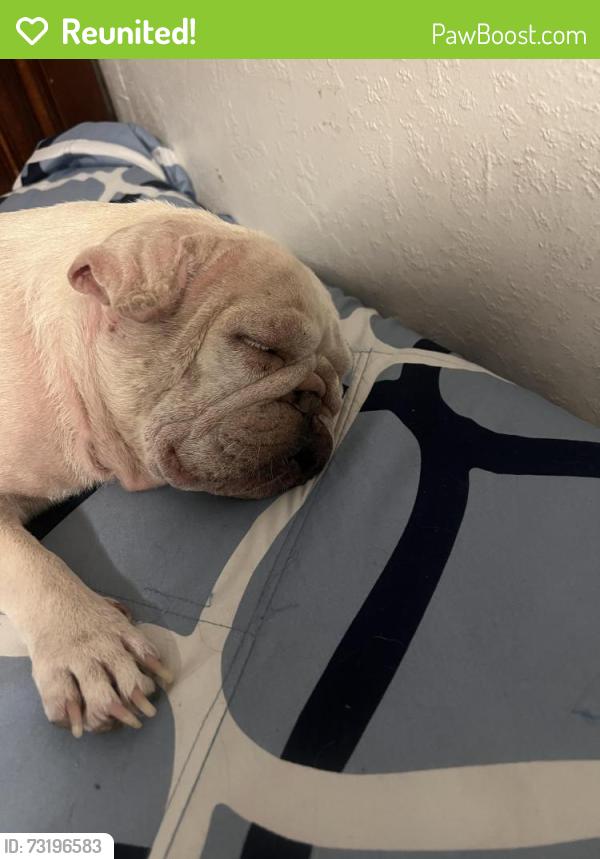 Reunited Female Dog last seen Cedar and olive, Fresno, CA 93702