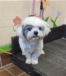 Shelter Stray Female Dog last seen , 31044 Charlie Canyon Rd, Castaic, CA 91384, USA